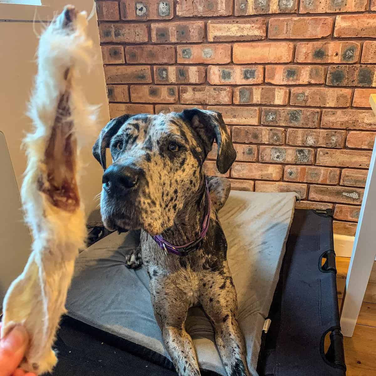 Great Dane Price How Much Does a Great Dane Puppy Cost? K9 