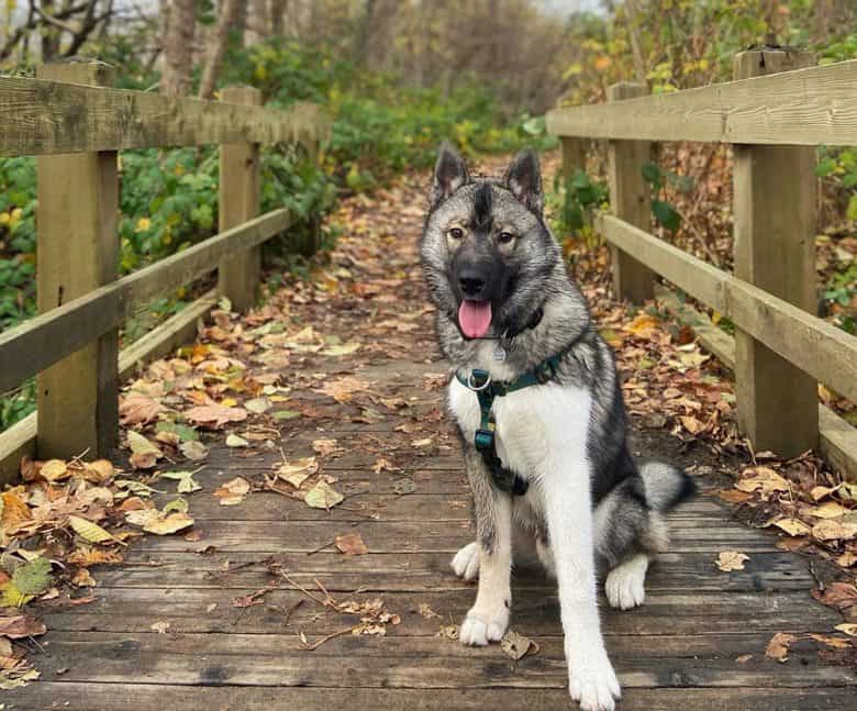Agouti Husky dog sitting on the forest mini bridge