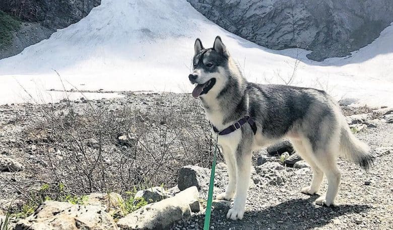 An Agouti Husky dog during their winter trail