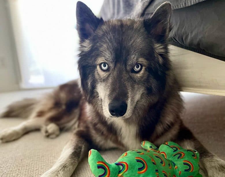 Agouti Husky dog playing indoor