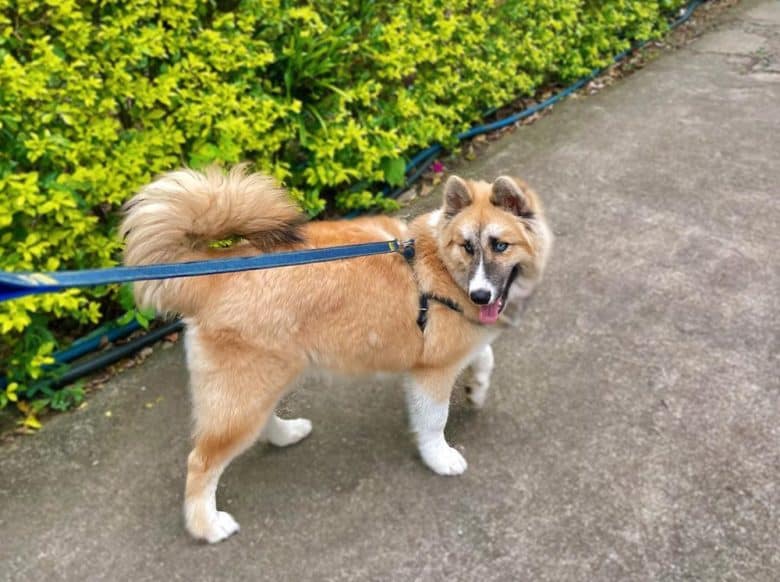 Agouti Husky dog pulling a leash