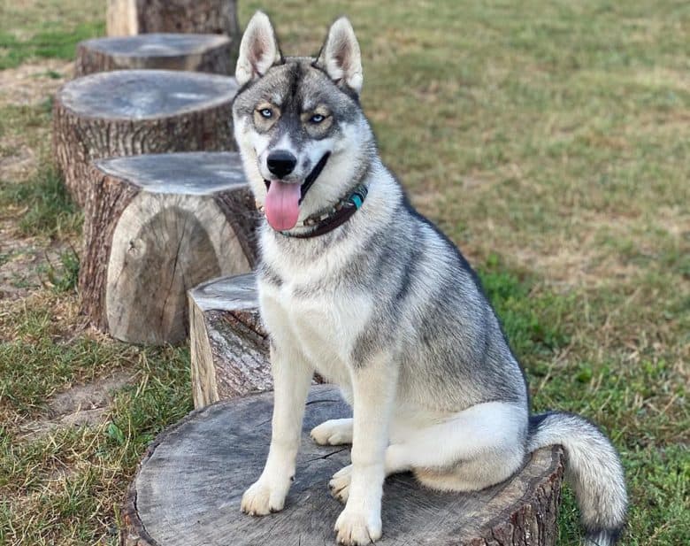 Agouti Husky dog sitting on the cutted log