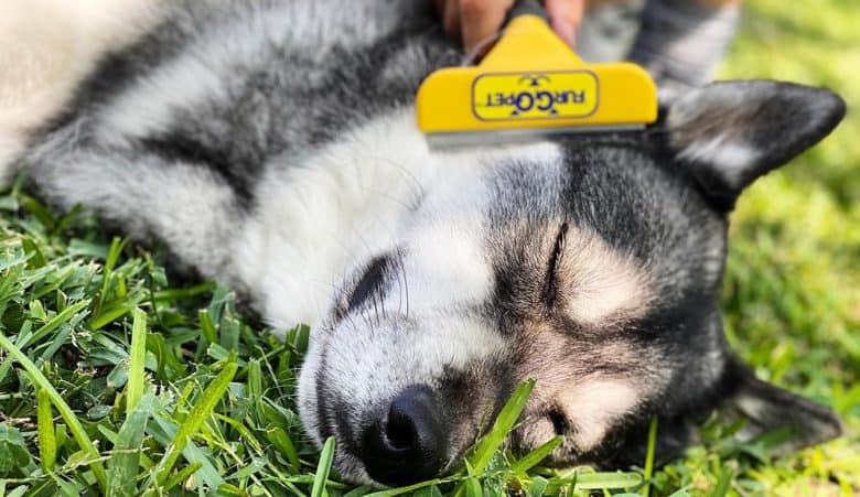 Agouti Husky dog sleeping