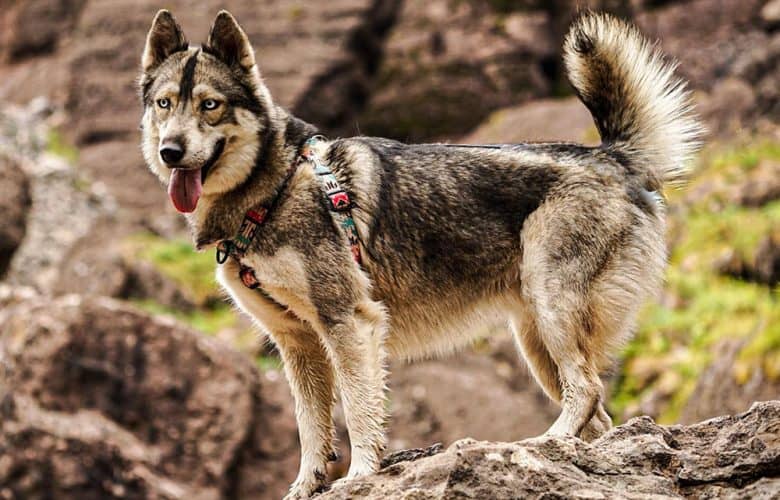 Agouti Husky dog standing on the rocks