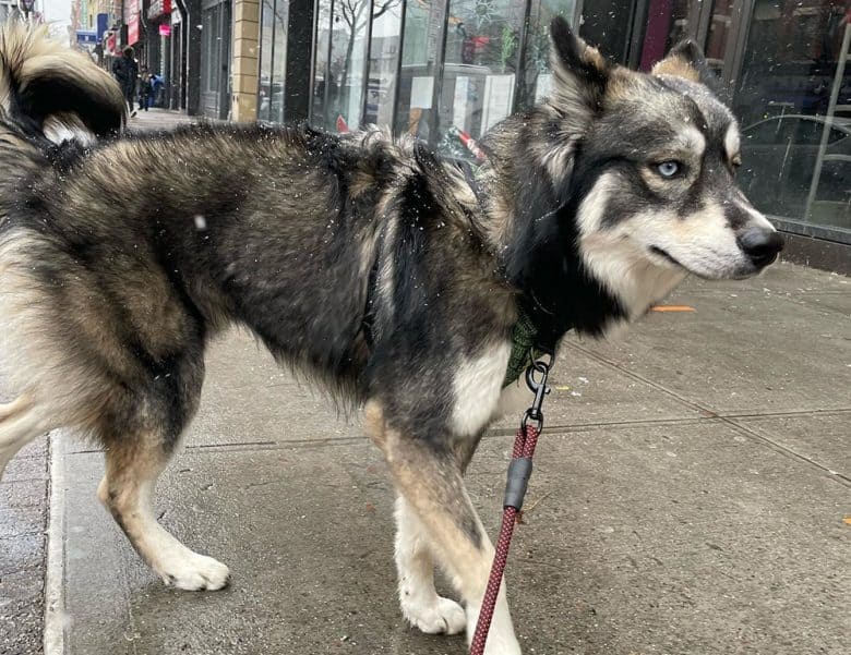 An Agouti Husky dog walking on the street