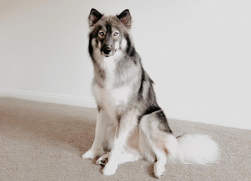 Full-grown Agouti Husky dog sitting