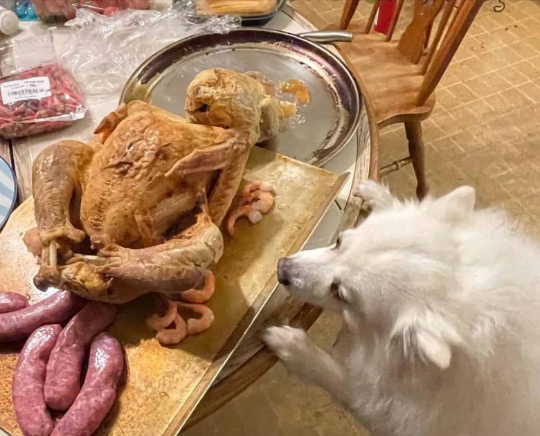 are turkey bad for dogs