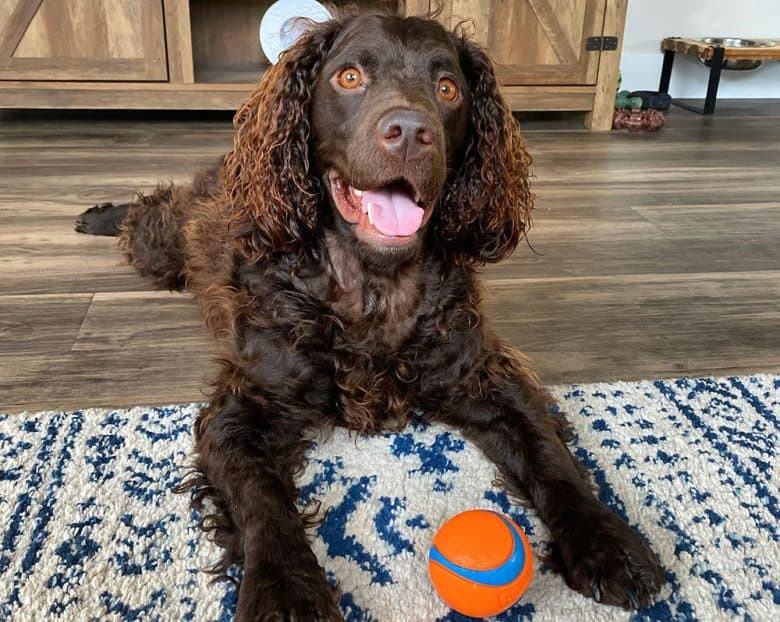 American Water Spaniel dog playing indoor