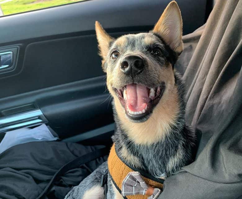 12 Best Dog Foods for Blue Heelers 2023 (Premium & Budget) K9 