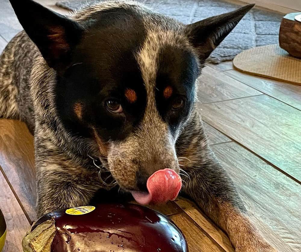 Australian Cattle dog licking the eggplant