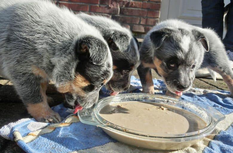 Australian Cattle puppies