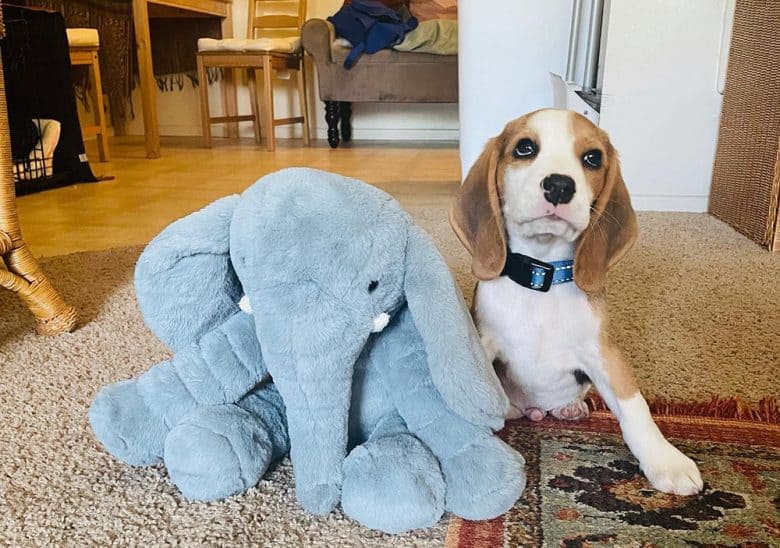 A Beagle dog at 8 weeks old