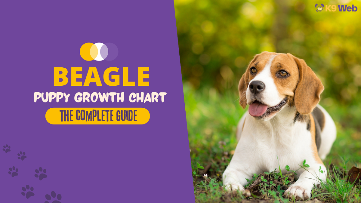 Beagle Growth Chart Guide