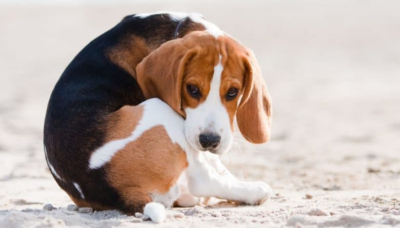 A Beagle dog sitting and looking sad