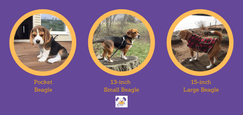 The Different Beagle Sizes