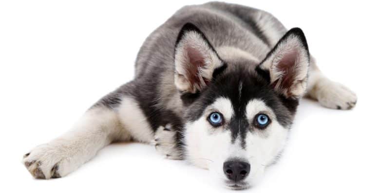 Cute Husky puppy laying