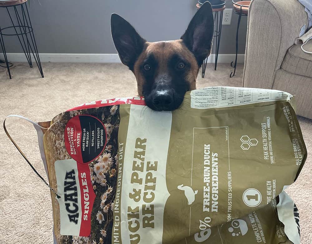 Belgian Malinois biting the pack of Acana limited ingredient diet formula
