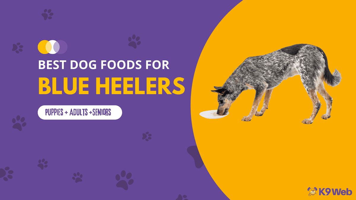 Best Dog Food for Blue Heeler Review
