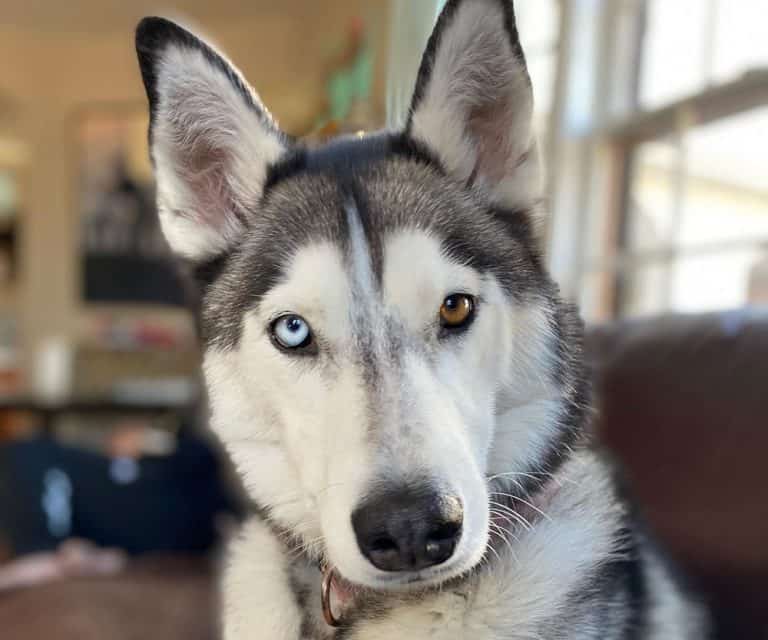 Husky Eye Colors Is It Unusual to Have a Blueeyed Dog? K9 