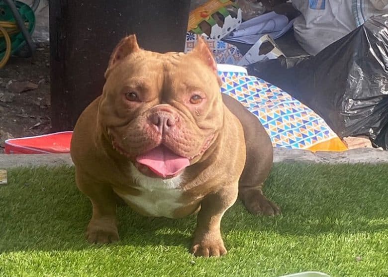Big Exotic Bully standing on the grass