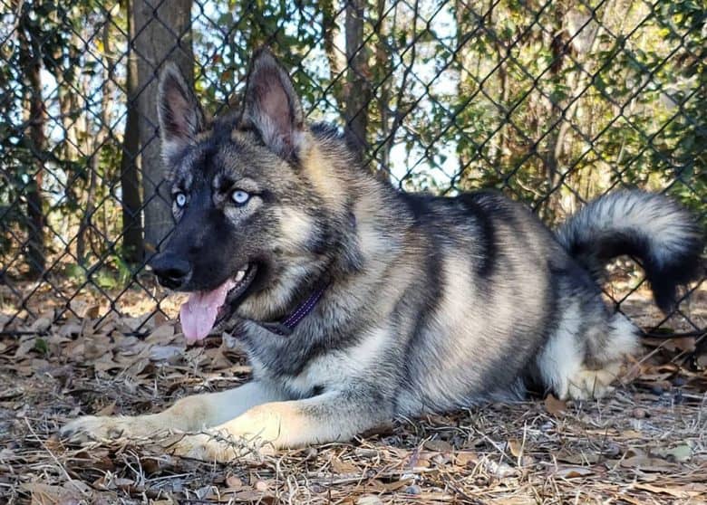 A blue-eyed Agouti Husky dog