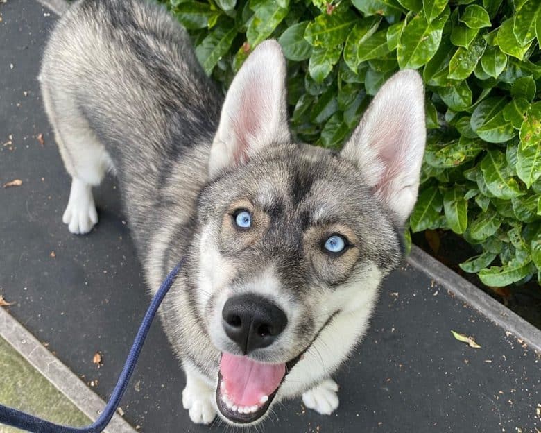 A blue-eyed Agouti Husky dog looking up