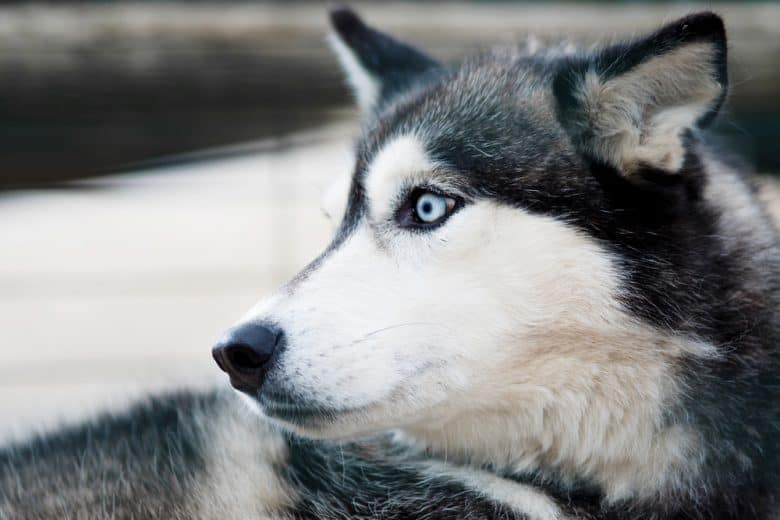 Blue-eyed Siberian Husky close-up portrait