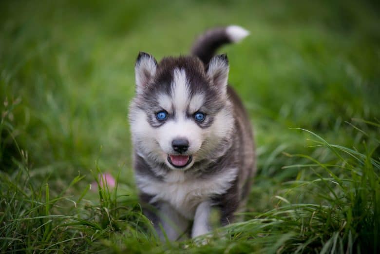 Siberian Husky puppy walking on green grass