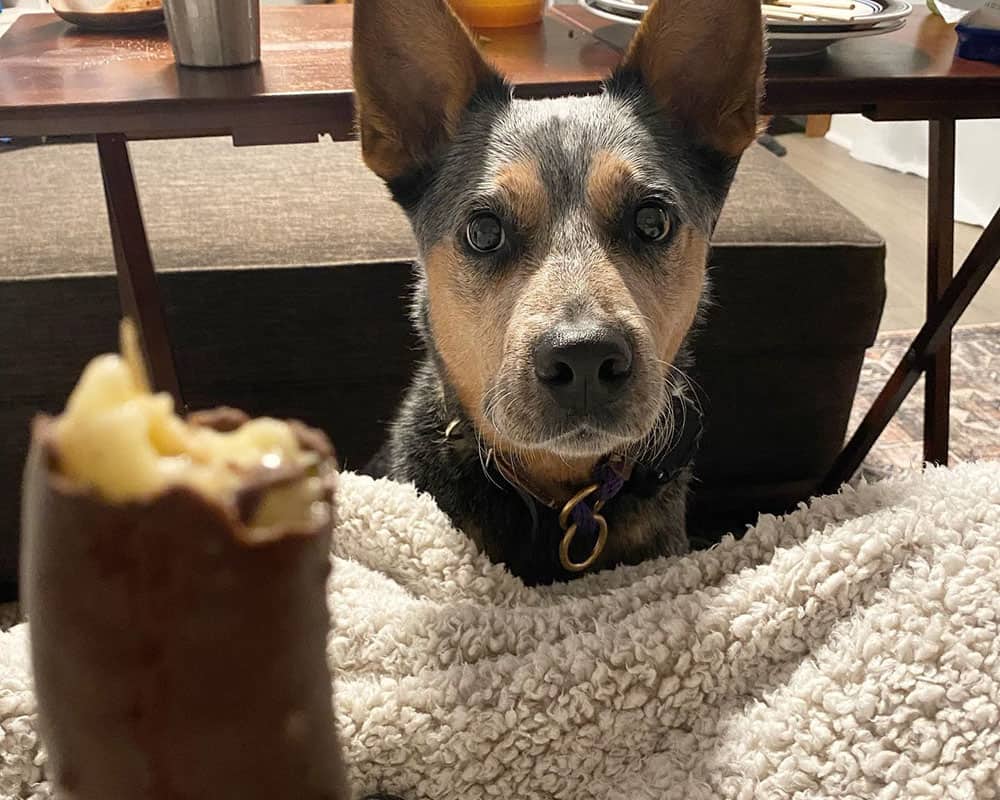 Blue Heeler looking at banana coated with chocolate
