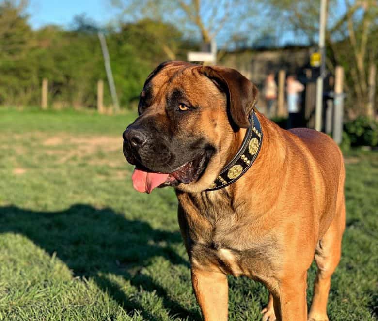 A Boerboel dog in adventure