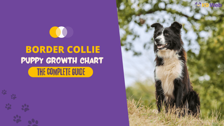 Border Collie Growth Chart Guide