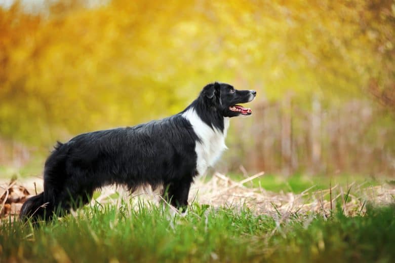A young, growing Border Collie