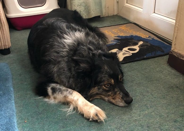 An overweight Border Collie lying down on the floor