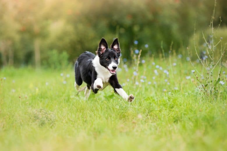 A Border Collie puppy running outdoors