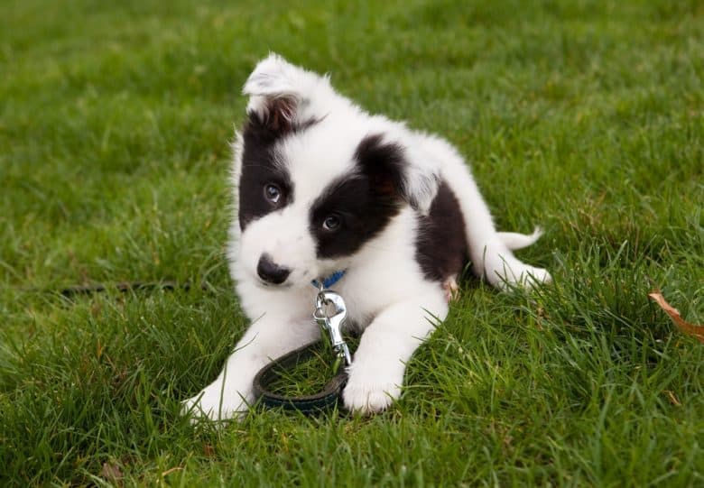 A seven-week-old Border Collie puppy lying down on the grass