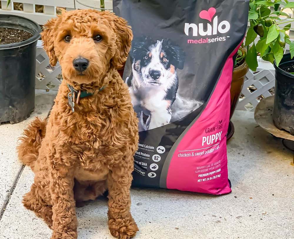 A brown dog with Nulo medal series dog food