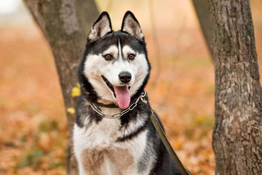 Adult Siberian Husky with brown eyes in autumn park
