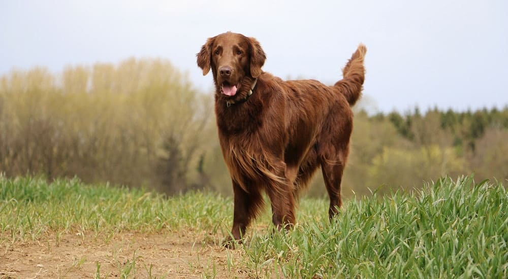 A brown Flat Coated Retriever standing