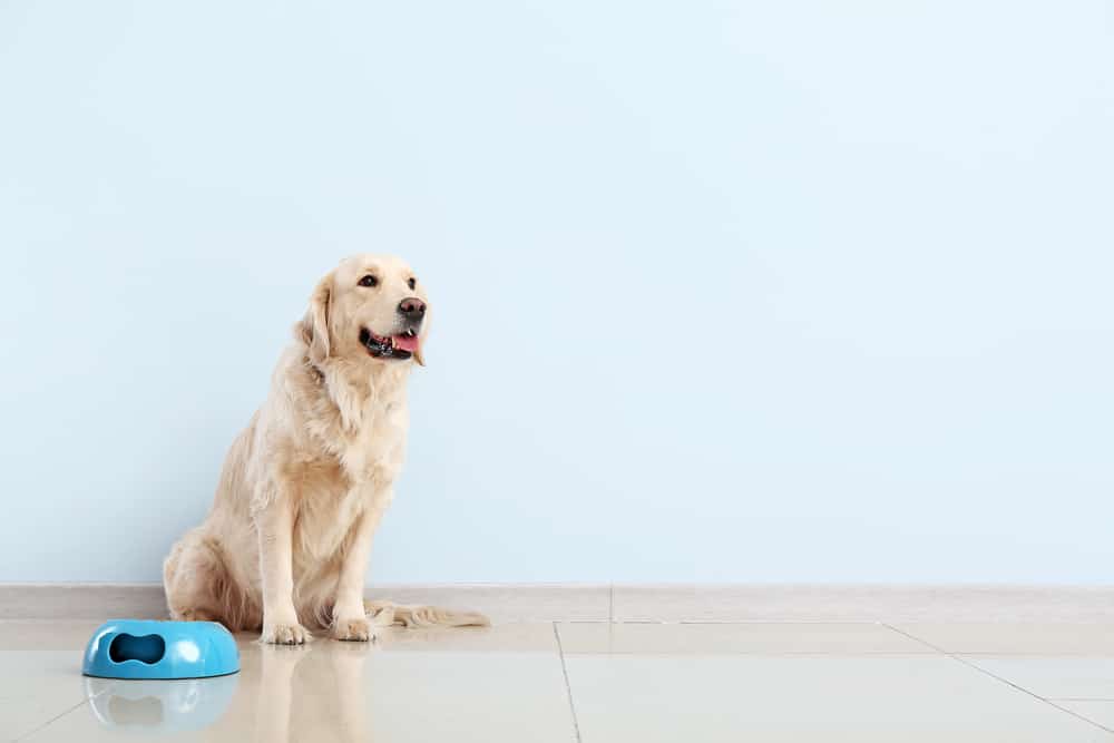 A Golden Retriever with dog food bowl