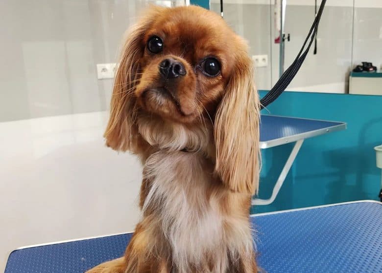 A Cavalier dog at the grooming salon