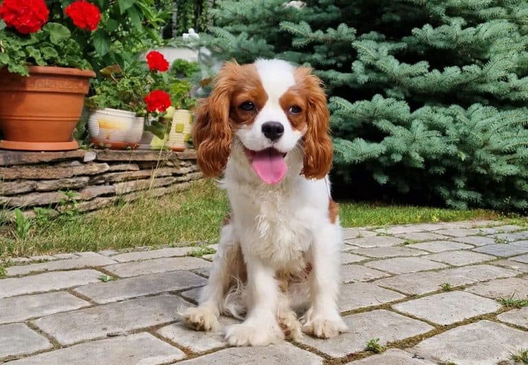 Cavalier King Charles Spaniel Price How Much Does a Cavalier Puppy Cost? K9 