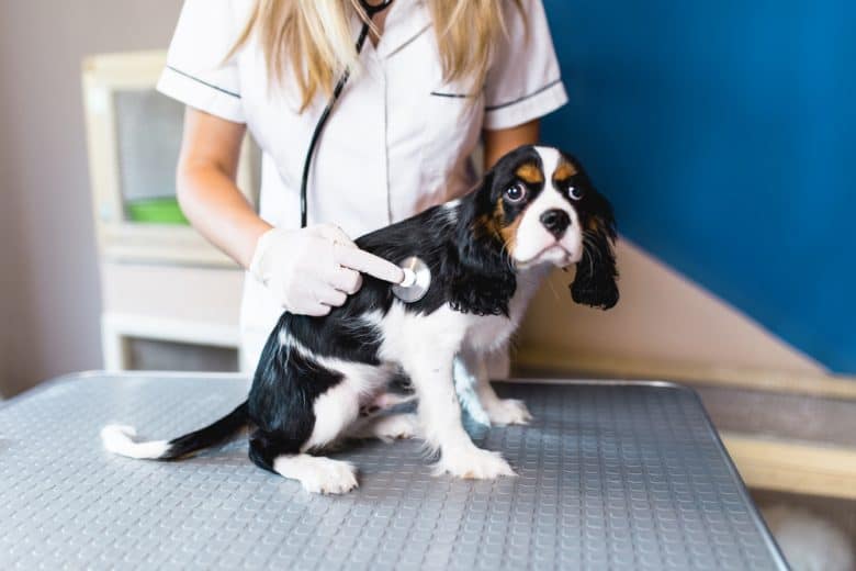 Cavalier King Charles Spaniel spaniel dog at veterinary clinic