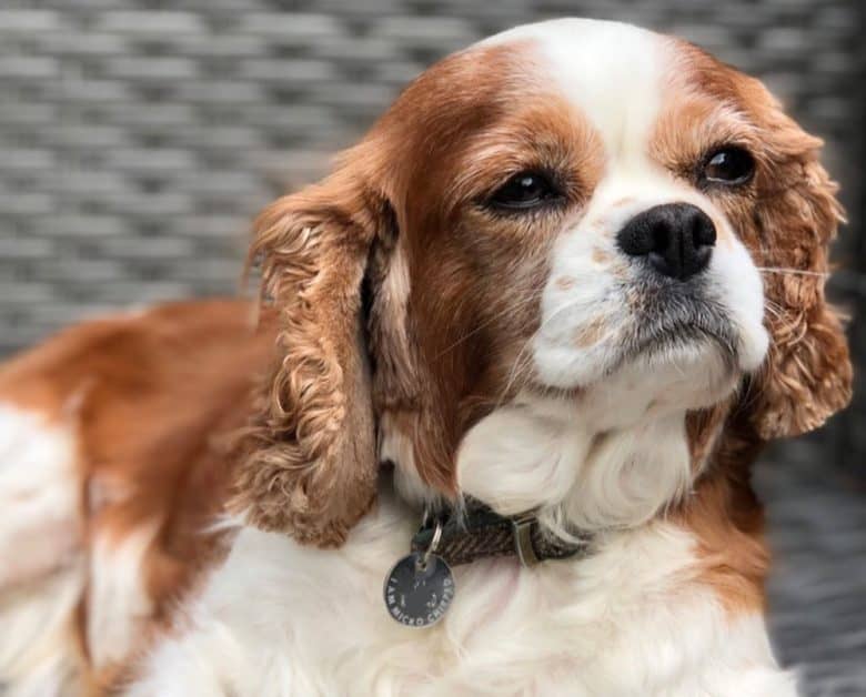 Cavalier King Charles Spaniel dog looking afar