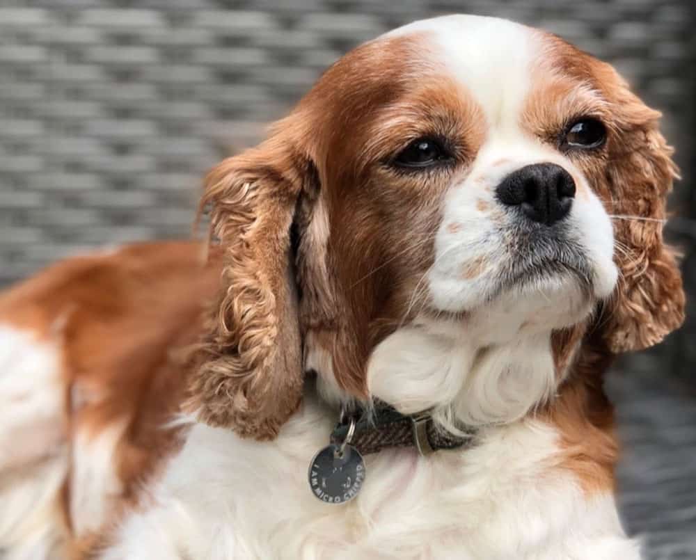 king charles puppies king charles puppies