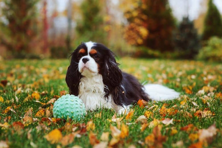 A happy Cavalier dog playing in an autumn field