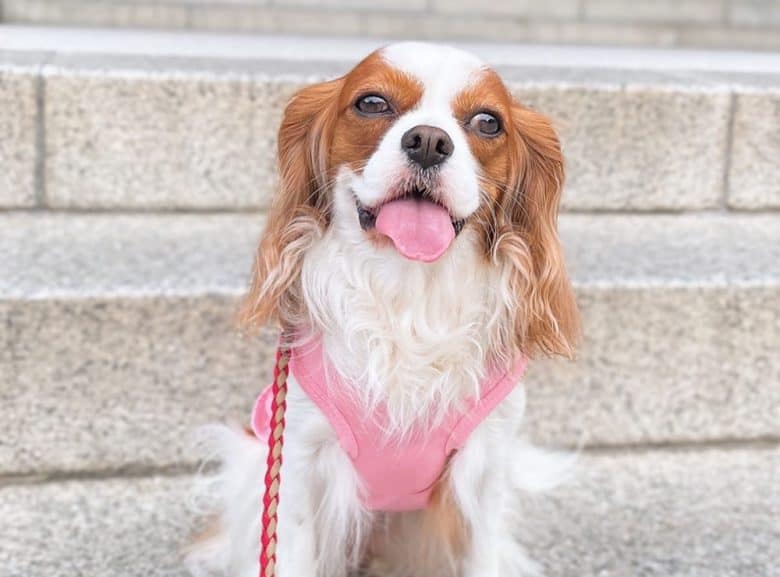 Cavalier King Charles Spaniel Price How Much Does a Cavalier Puppy