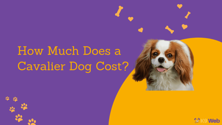 Cavalier King Charles Spaniel Price Guide