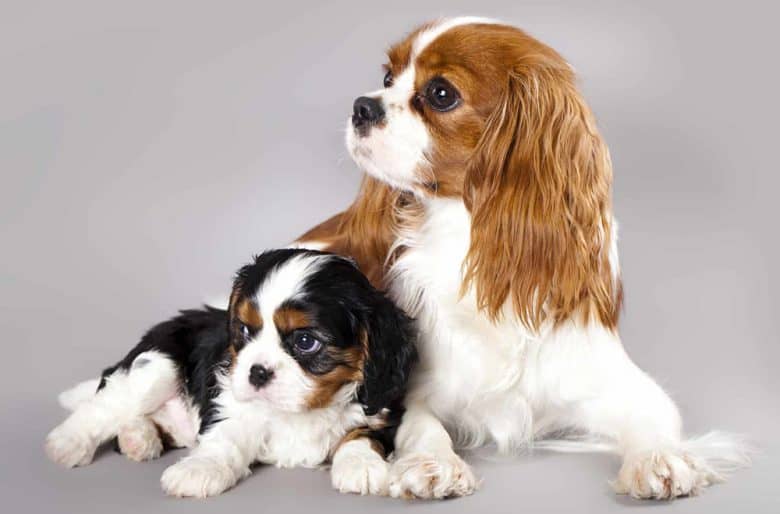 A young and adult Cavalier King Charles Spaniel dogs