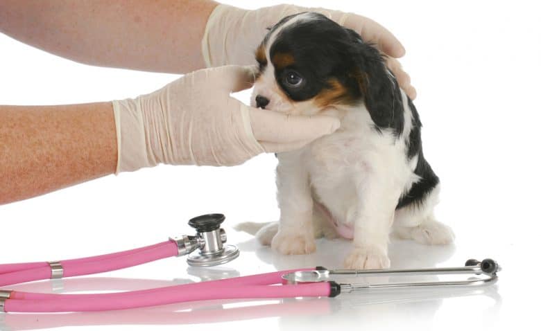 Cavalier King Charles Spaniel puppy being examined