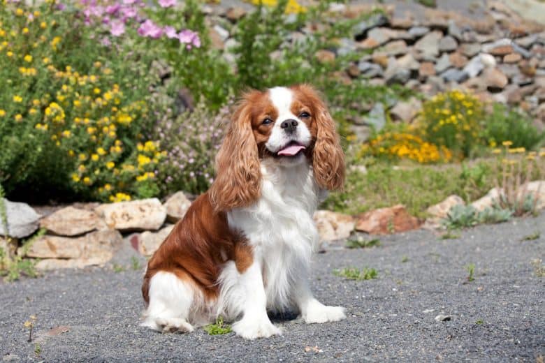 Portrait of a lovely Cavalier King Charles Spaniel dog